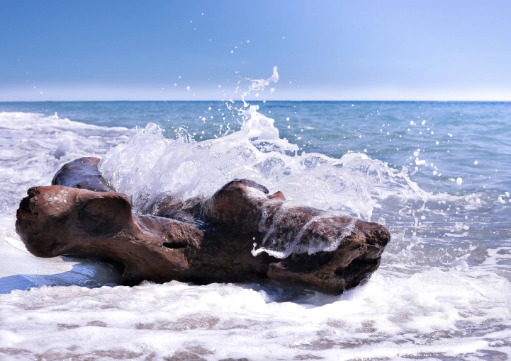 Photographie, Nature, Artistique