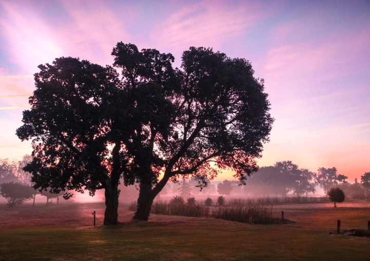 Photographie, Nature, Artistique