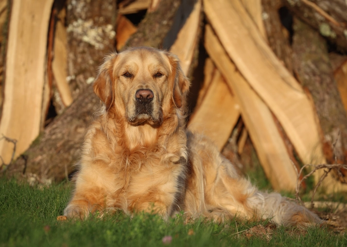 Photographie, Animal de compagnie, Traditionnel, Vintage, Lifestyle