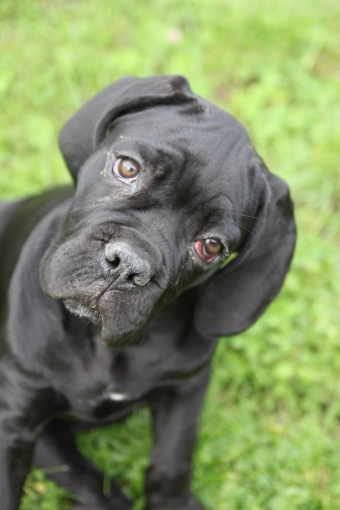 Photography, Pets, Traditional