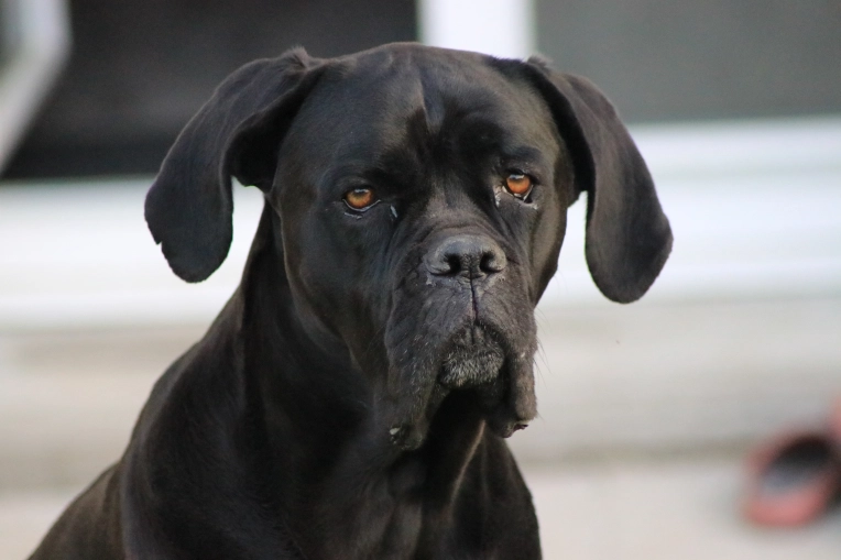 Photography, Pets
