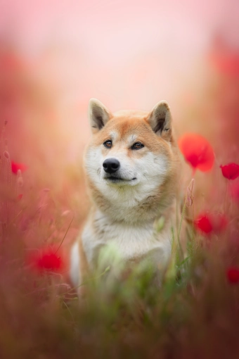 Photography, Pets, Artistic, Lifestyle