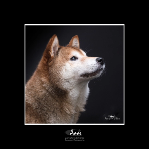 Animal de compagnie
