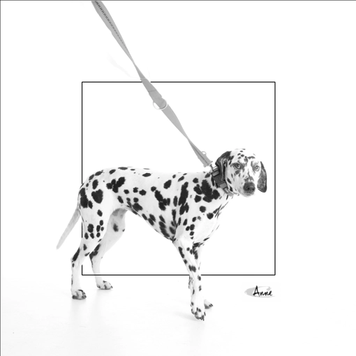 Animal de compagnie