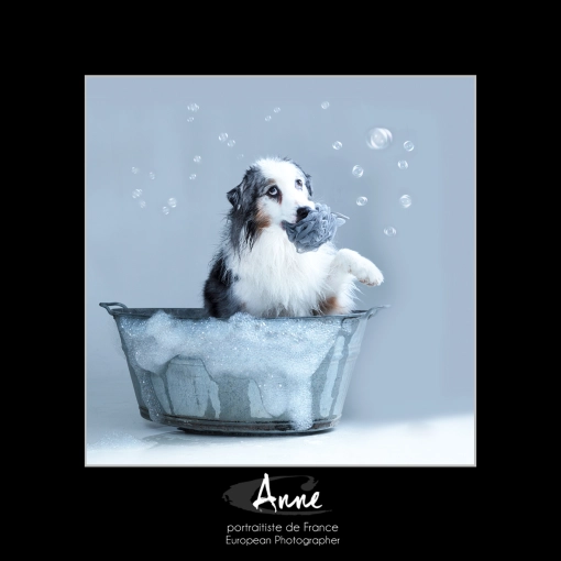 Animal de compagnie