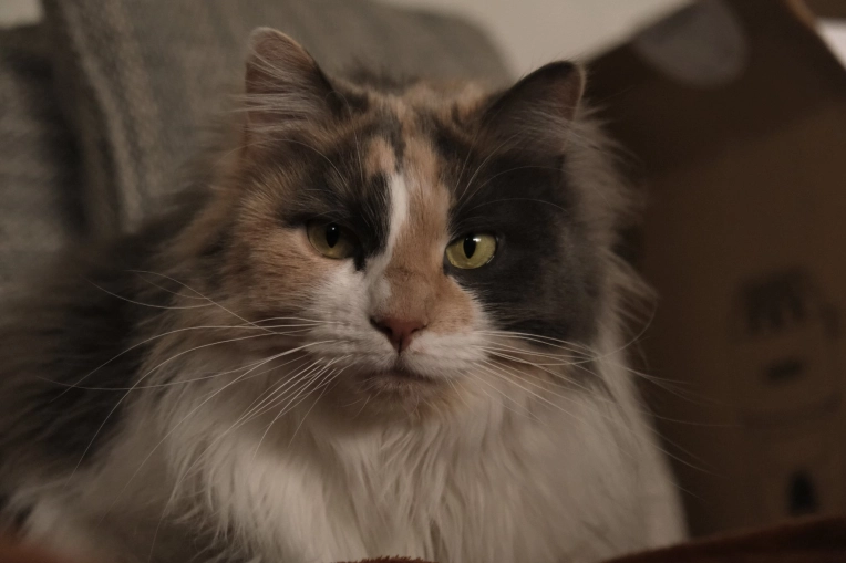 Photography, Pets, Traditional