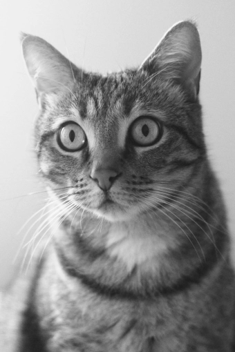 Photography, Pets, Traditional