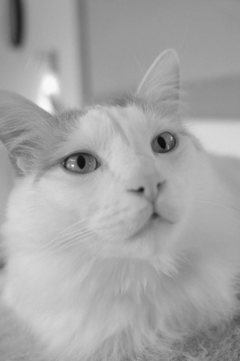 Photography, Photo retouching, Pets, Traditional