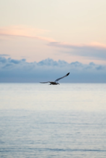 Photographie, Nature, Artistique