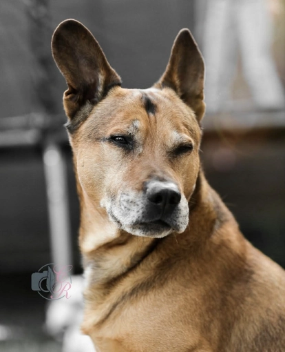 Photography, Pets