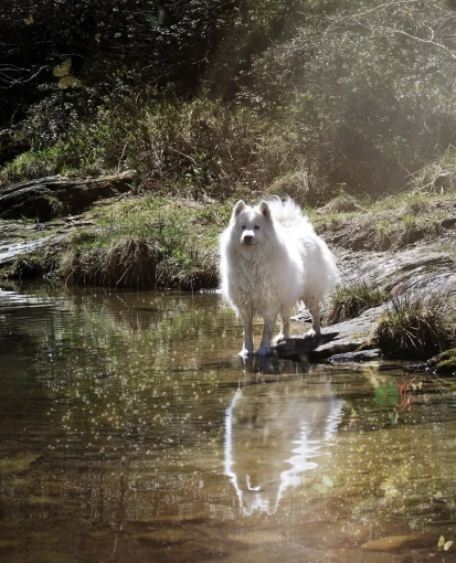 Photography, Pets