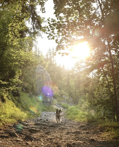 Photography, Pets, Lifestyle