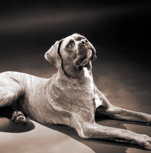 Photography, Photo retouching, Pets, Artistic, Vintage, Lifestyle