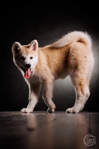 Photography, Pets, Studio photography, Artistic