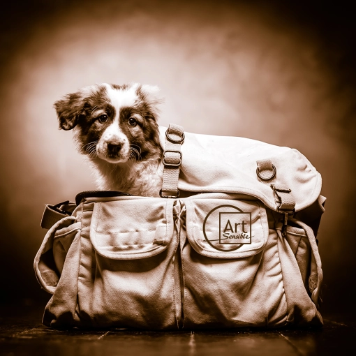 Photography, Pets, Studio photography, Artistic, Lifestyle