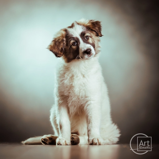 Photography, Pets, Studio photography, Artistic, Lifestyle