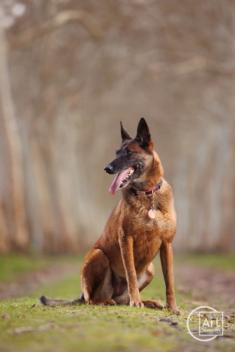 Photography, Pets, Artistic