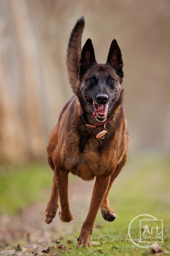 Photography, Pets, Artistic