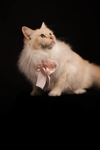 Photographie, Animal de compagnie, Traditionnel