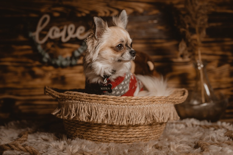 Photographie, Animal de compagnie, Artistique, Traditionnel