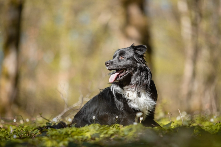 Photographie, Animal de compagnie, Traditionnel