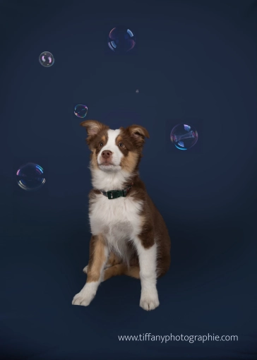 Photographie, Animal de compagnie, Photo en studio, Artistique, Traditionnel