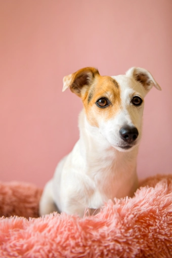 Photographie, Animal de compagnie, Portrait, Artistique