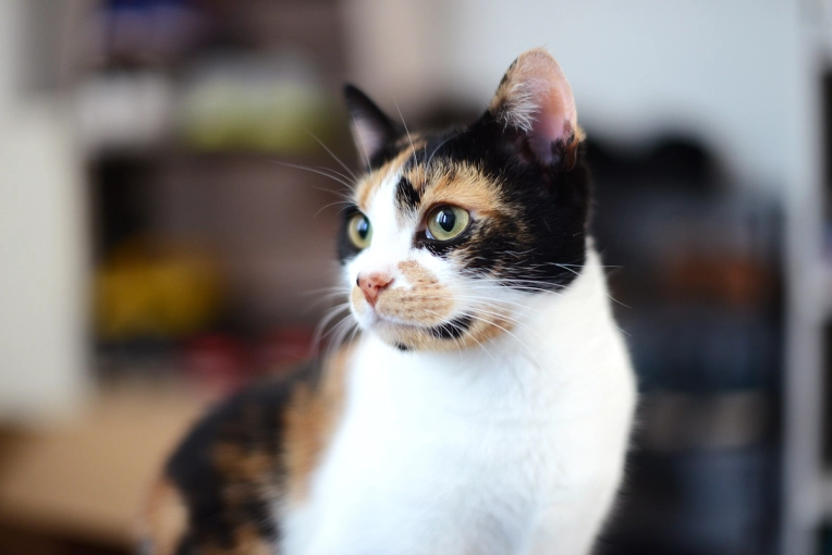 Photographie, Animal de compagnie, Portrait, Lifestyle