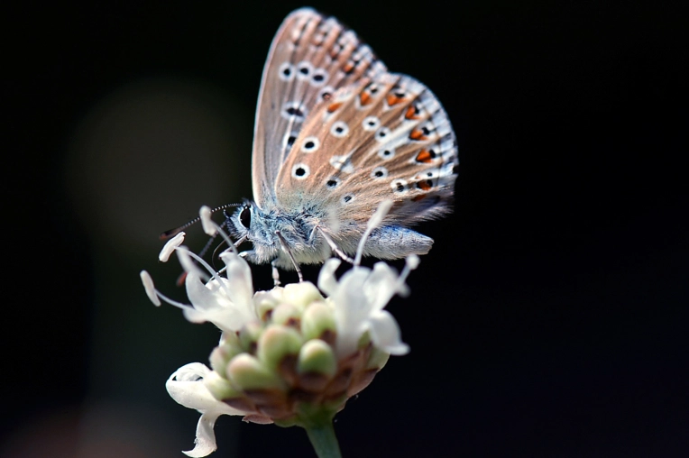 Photographie, Nature, Artistique