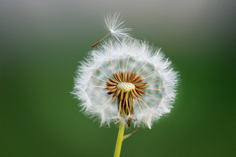 Photographie, Nature, Artistique