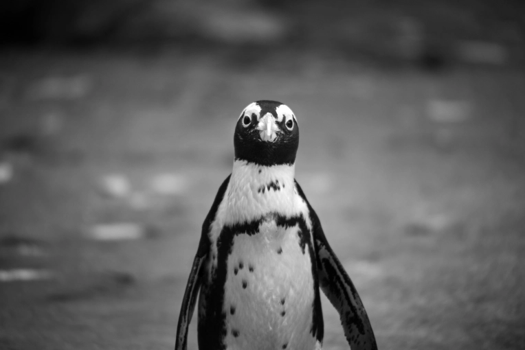 Photographie, Nature, Artistique