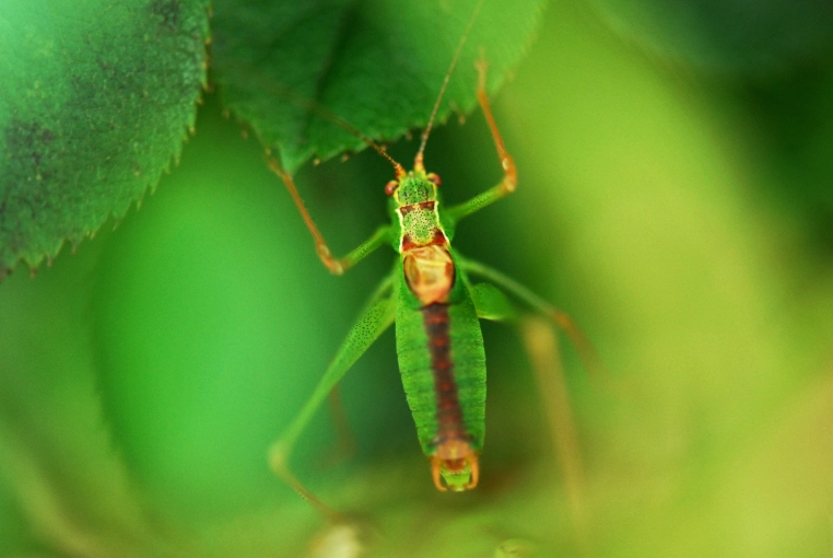 Photographie, Nature, Artistique
