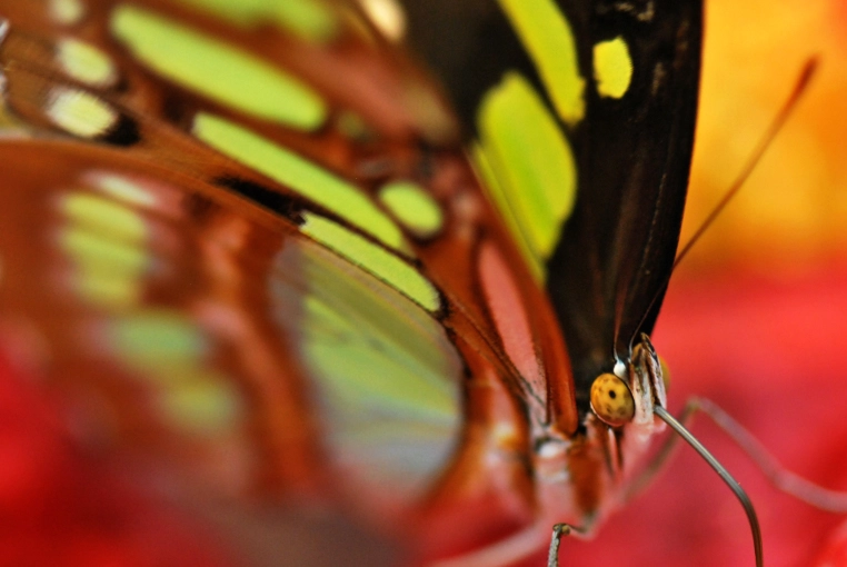 Photographie, Nature, Artistique