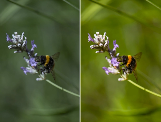 Retouche photo, Nature, Artistique