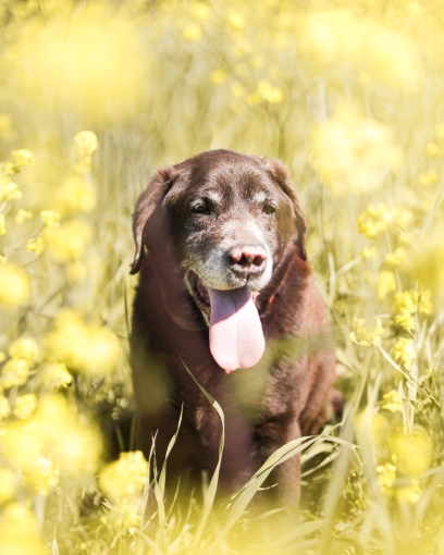Photographie, Animal de compagnie, Traditionnel