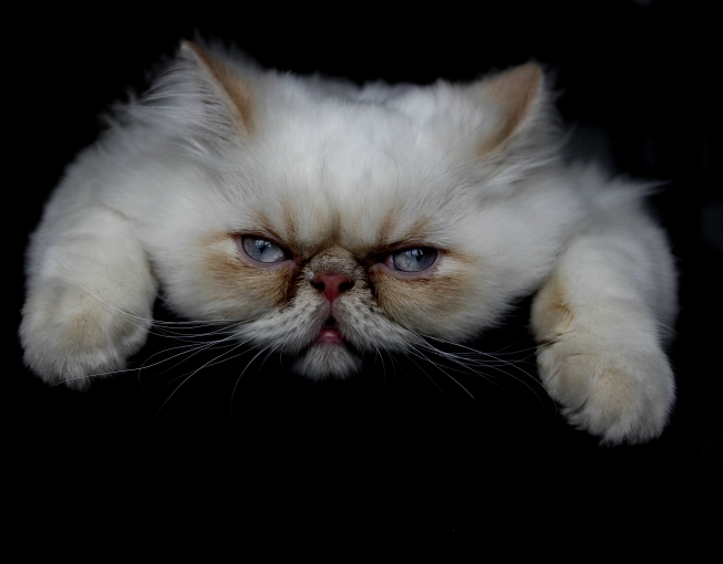 Photographie, Animal de compagnie