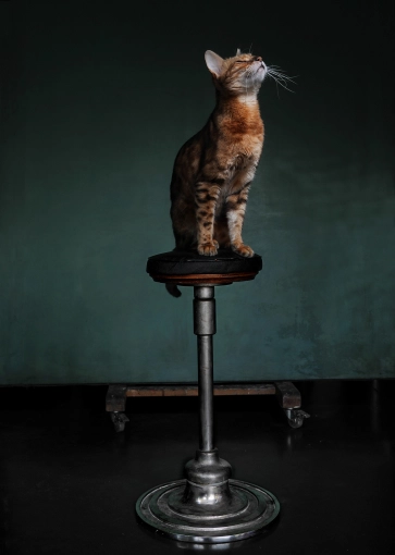 Photographie, Animal de compagnie