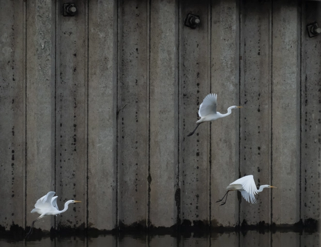 Photographie, Nature