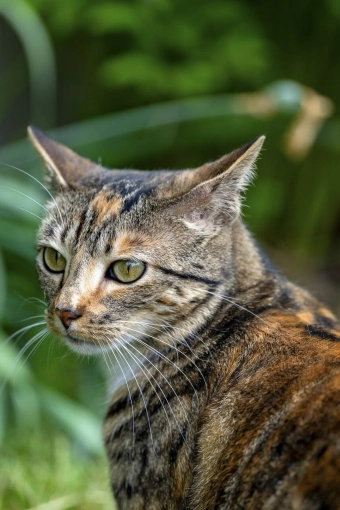 Animal de compagnie