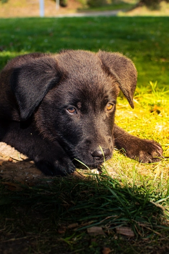 Photographie, Retouche photo, Animal de compagnie