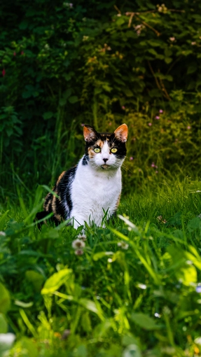 Photographie, Retouche photo, Animal de compagnie