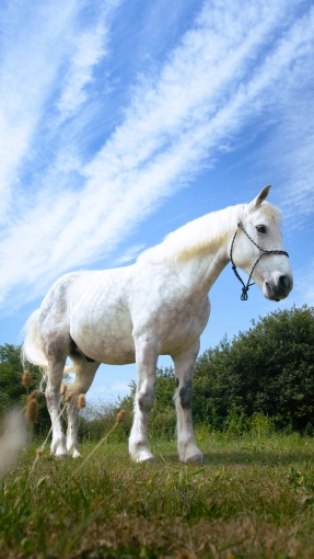 Photographie, Retouche photo, Animal de compagnie