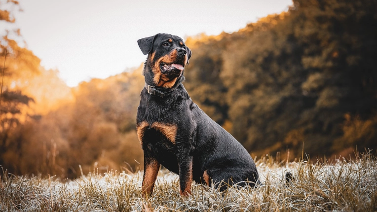 Photographie, Retouche photo, Animal de compagnie