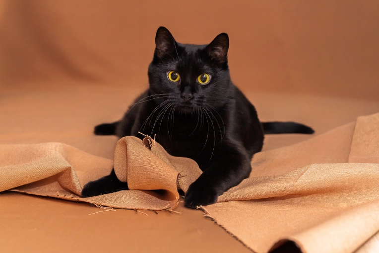 Photography, Pets, Studio photography, Artistic, Lifestyle