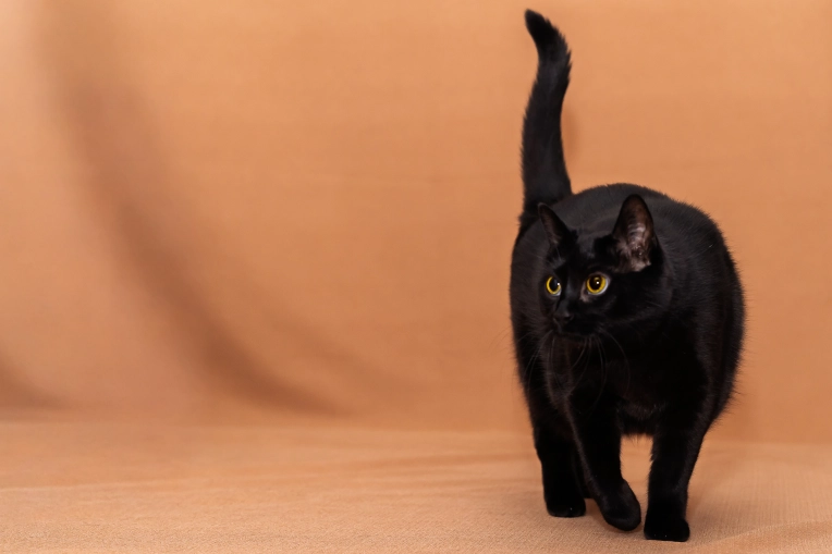 Photography, Pets, Studio photography, Artistic, Lifestyle